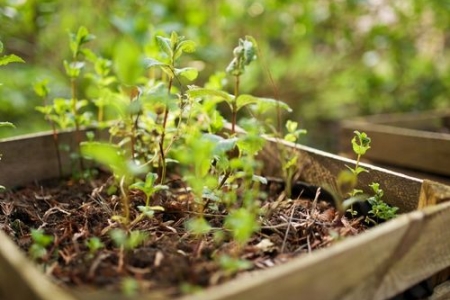 Limaces au jardin : solutions naturelles pour protéger le potager