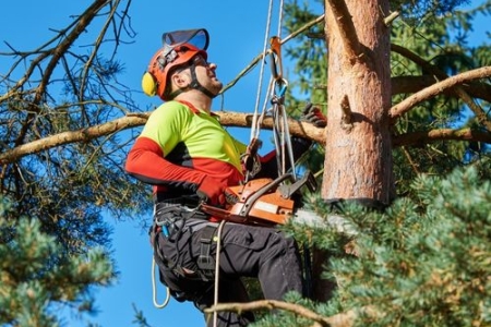 Le haubanage des arbres