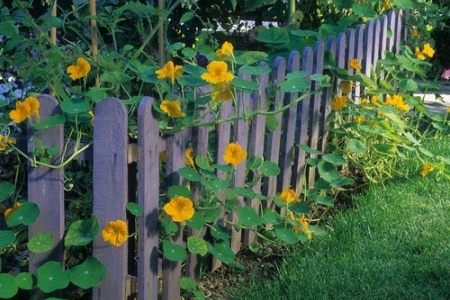 Limaces au jardin : solutions naturelles pour protéger le potager