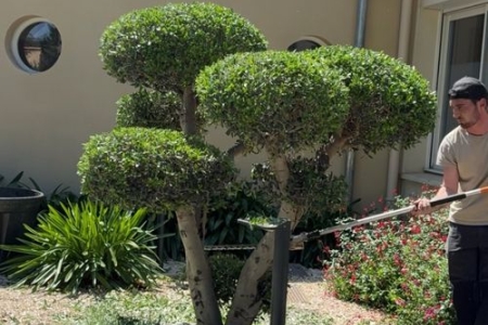 Entretien arbre