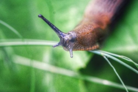 Limaces au jardin : solutions naturelles pour protéger le potager