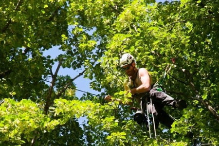 Le haubanage des arbres