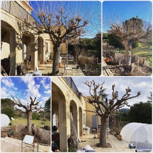photo de profil de MS Jardin