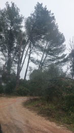 photo de profile de SAS EM ELAGAGE ABATTAGE ENTRETIEN ESPACES VERTS