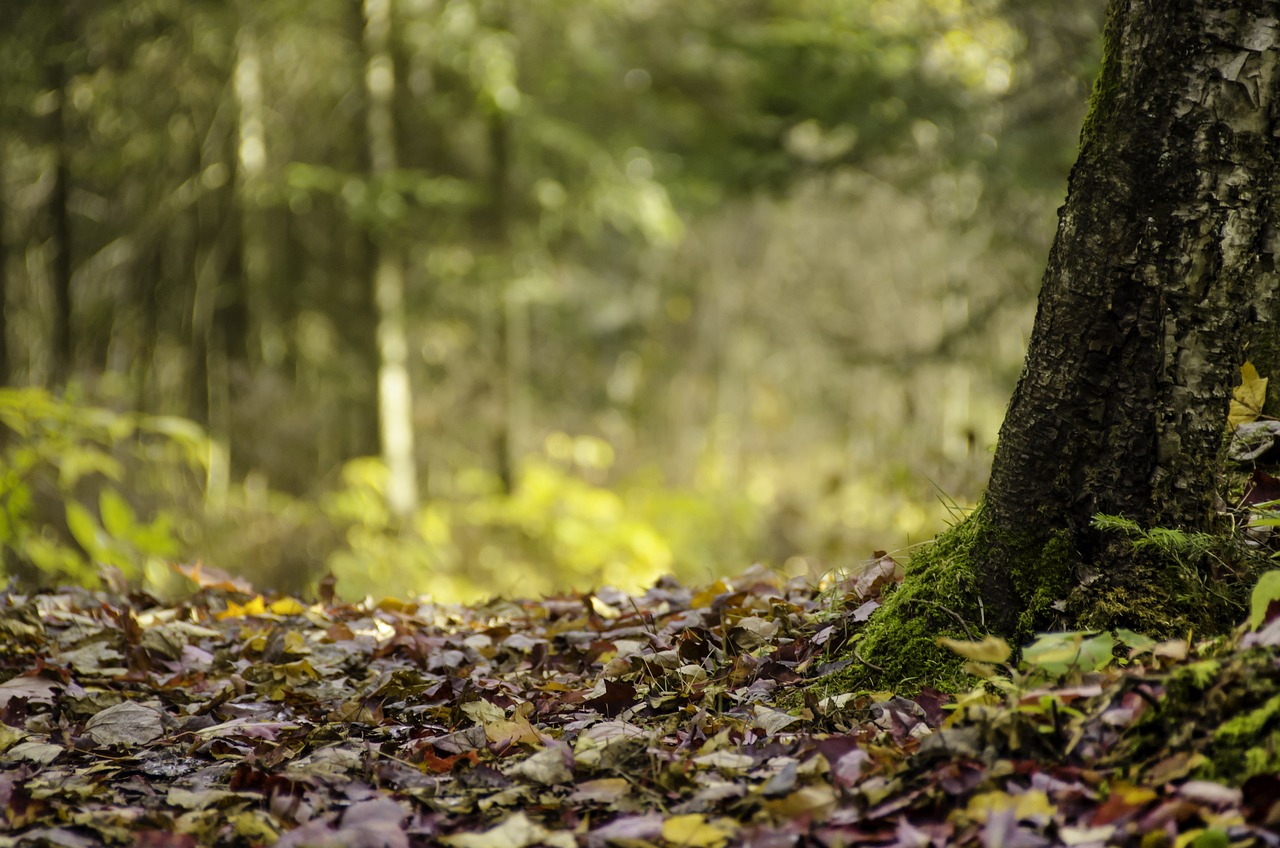 La forêt