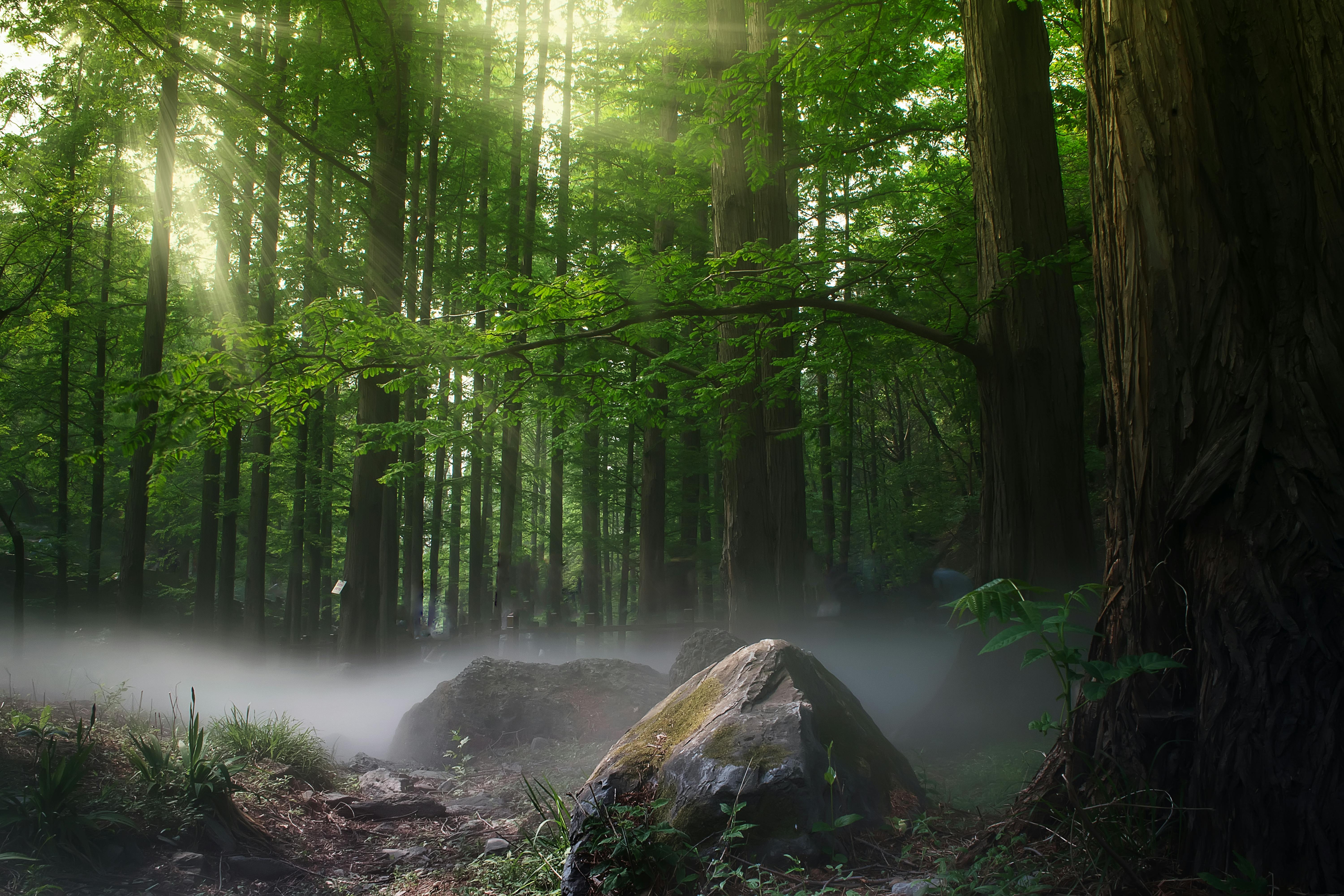 Nature forest plante