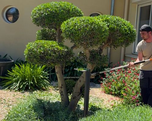 Crédit d'impôt entretien jardin